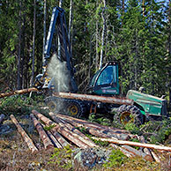 Logging industry showing timber / trees being sawed by forestry machinery / harvester / Timberjack in pine forest, Sweden